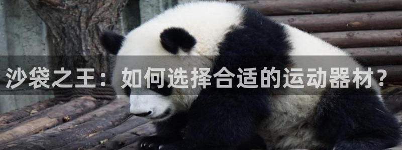 意昂体育4招商电话号码是多少号:沙袋之王:如何选择合适的运动